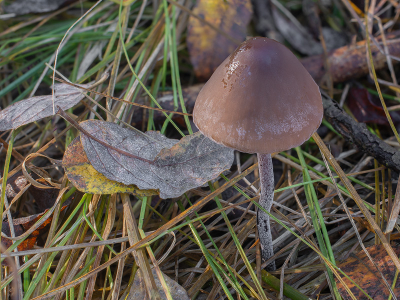 Panaeolus acuminatus
